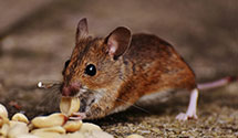 24 Hour & Emergency Exterminators in El Dorado Hls, CA
